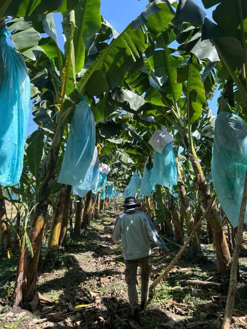 From Farm to Future: Introducing BUYO's Biodegradable Fruit-Protection Bags